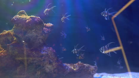 yellow fish with long fins that form part of their unique anatomy together with corals arranged in a fish tank