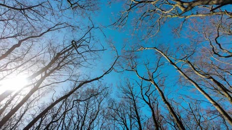 Schnelle-Bewegung-Schmaler-Pfad-Durch-Den-Wald