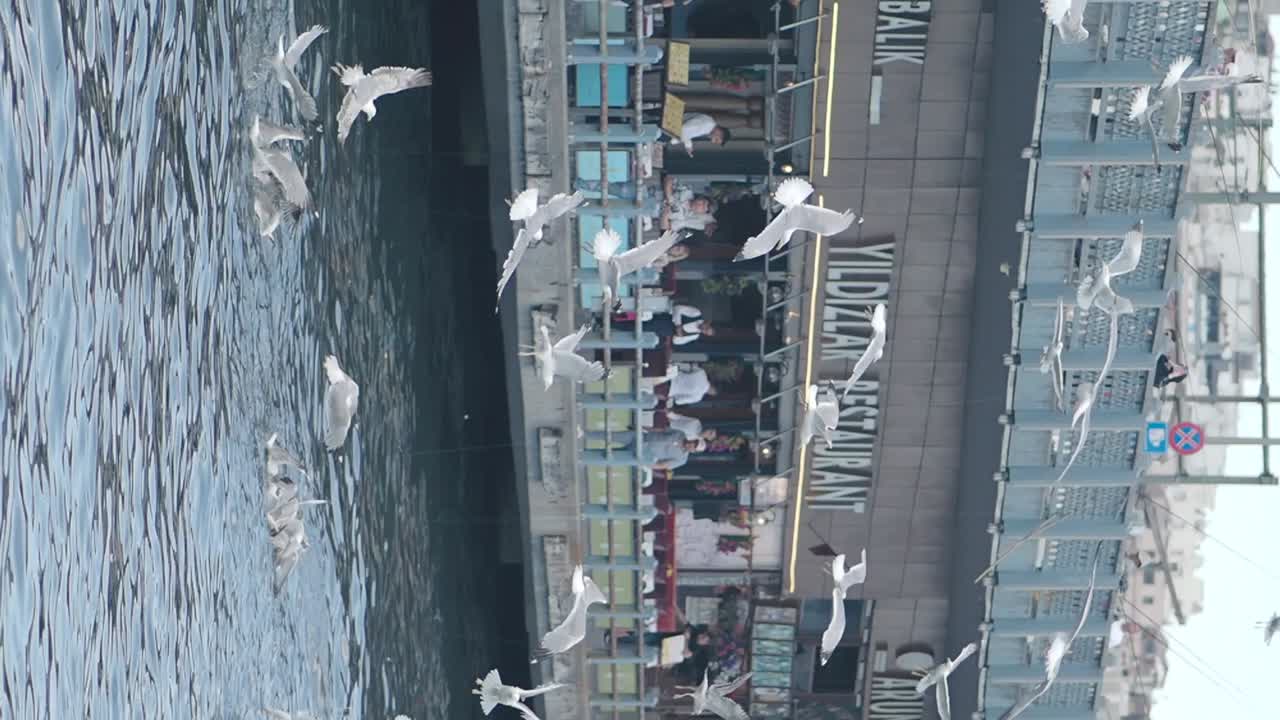 Seagulls Flying Near Waterfront Restaurant