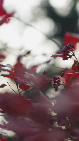 las hojas rojas de otoño se balancean suavemente en la brisa, mostrando una vibrante transición estacional, los ricos tonos contrastan contra el fondo suave de árboles verdes, capturando el calor y la belleza de la naturaleza
