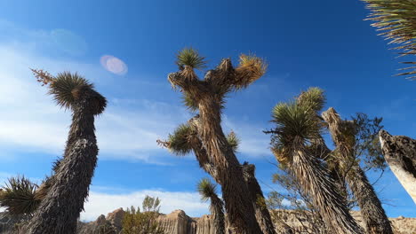 low angle slider detail, joshua tree in redrock canyon state park