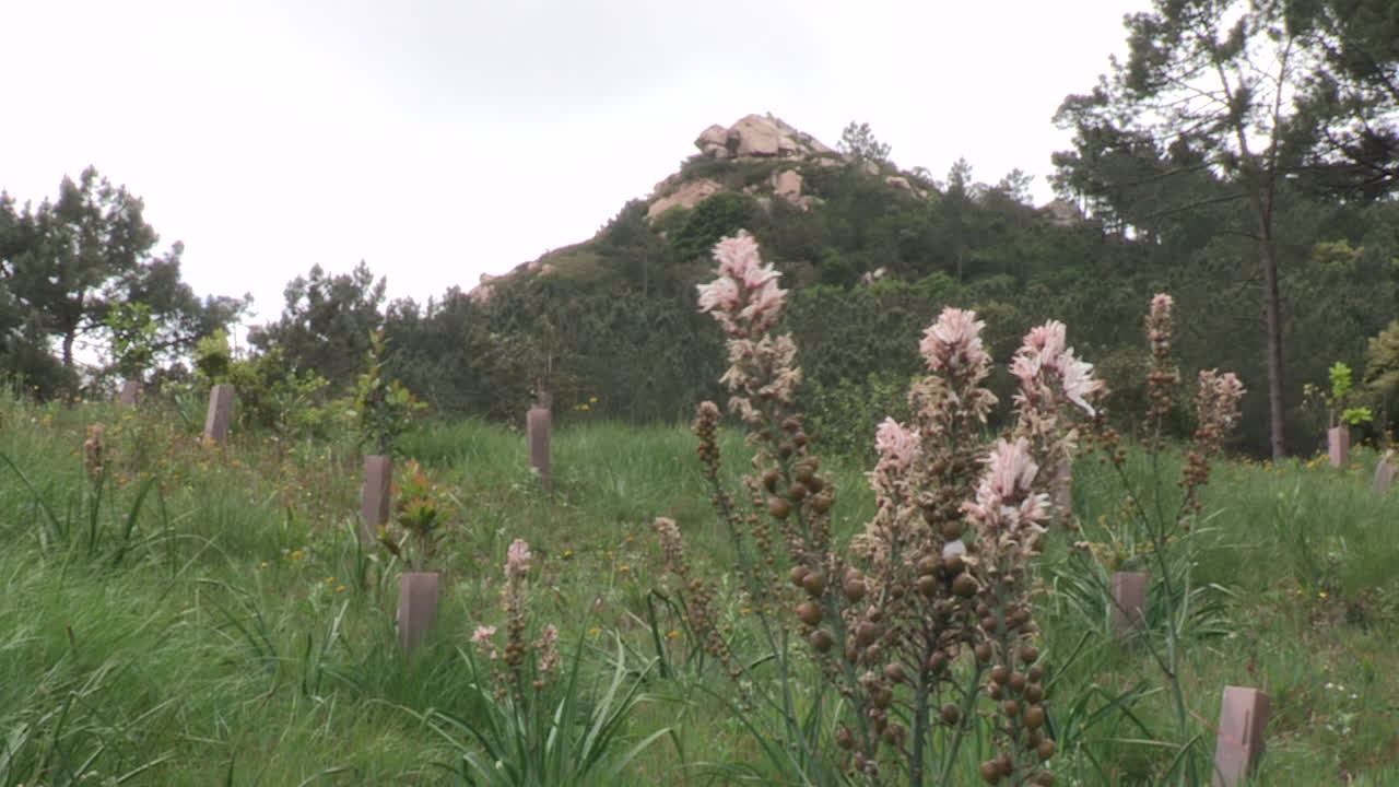 포르투갈 의 신트라 산맥 에 있는 큰 언덕 의 배경 에 있는  ⁇  아스포델 꽃