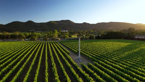 Aerial-of-vibrant-sunset-over-lushes-green-vineyard-in-the-Napa-Valley-showing-a-vineyard-fan