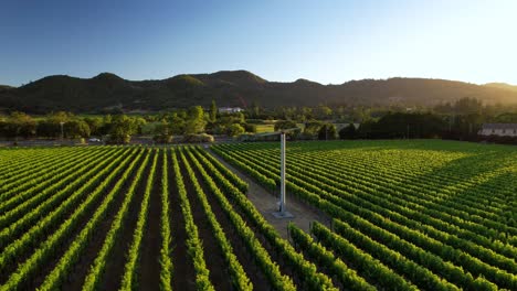 aerial of vibrant sunset over lushes green vineyard in the napa valley showing a vineyard fan