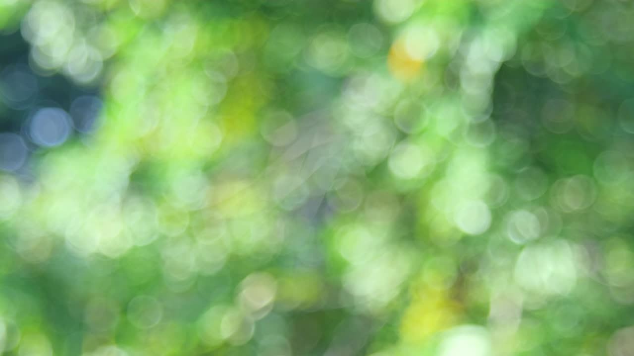 Fundo bio verde, folhagem abstrata desfocada com luz solar brilhante