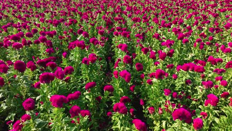 Video-Push-in-Con-Dron-De-Un-Campo-De-Flores-En-Atlixco,-México