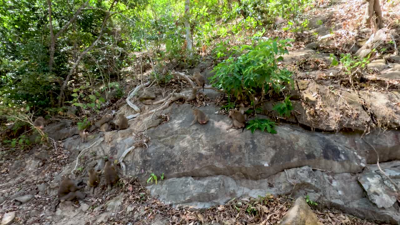 Group of wild monkeys foraging on sunlit rocky hillside, surrounded by dense tropical jungle vegetation