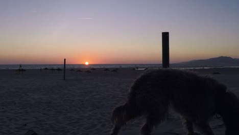 a dog observes the sunset and then leave