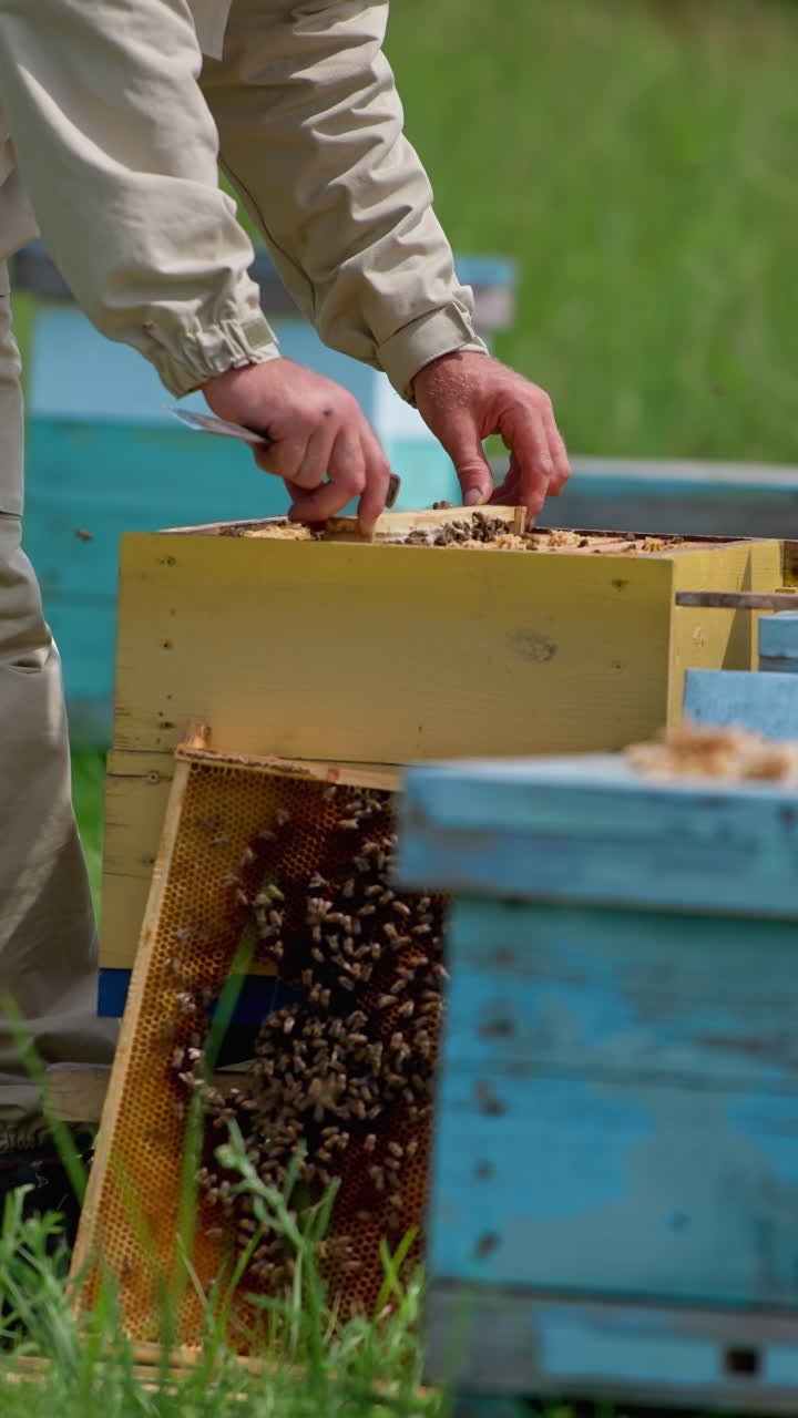 Male beekeeper placing the frame into the wooden bee hive. Bee farmer uses the metal instrument to extract another frame. Vertical video