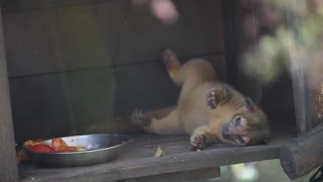 Kinkajou-on-his-back-sleeping-after-eating-in-French-Guiana-zoo-(Potos-flavus)