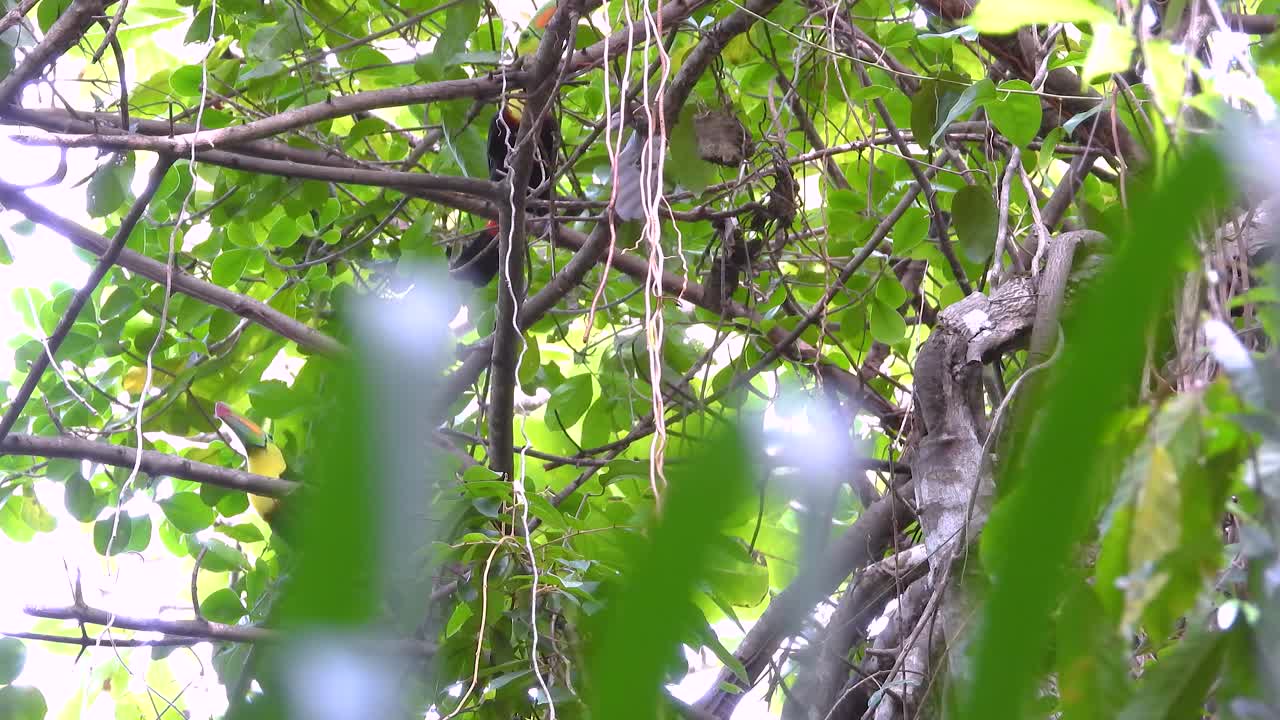 Two toucans camouflaged among lush trees in Colombia