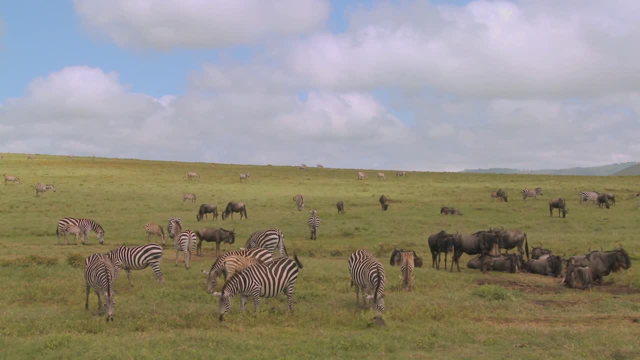 Gnus e zebras pastam nas vastas planícies abertas da África