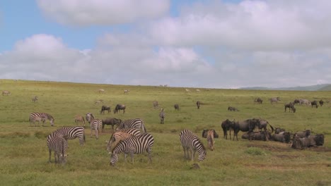 ñus-Y-Cebras-Pastan-En-Las-Vastas-Llanuras-Abiertas-De-África