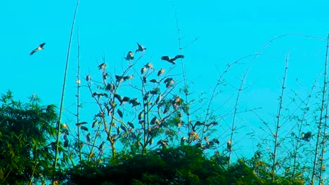 Painted-Stork-Migratory-Birds-Flock-Resting-on-Tree-In-Bamboo-Forest