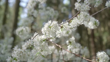 Mother-Nature’s-garden,-petals-and-stigmas-of-beautiful-plants-in-bloom