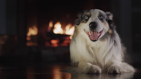 Large-Australian-Shepherd-rests-on-the-floor-of-the-house-against-the-background-of-the-fireplace-where-the-fire-burns