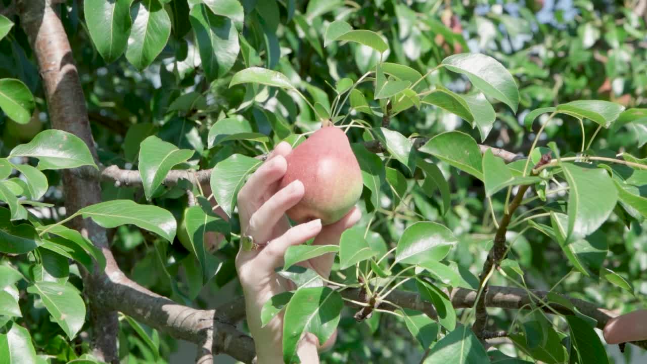 cámara lenta de una mano recogiendo fruta fresca de pera del árbol en el huerto