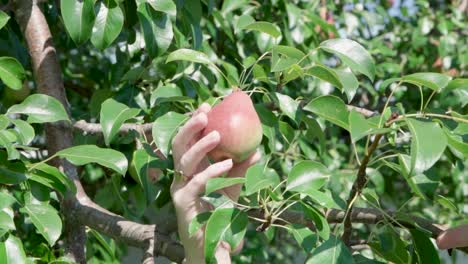 Cámara-Lenta-De-Una-Mano-Recogiendo-Fruta-Fresca-De-Pera-Del-árbol-En-El-Huerto