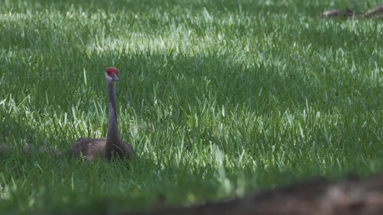 A sandhill crane stands tall in a sunlit field of green grass, head turned and alert