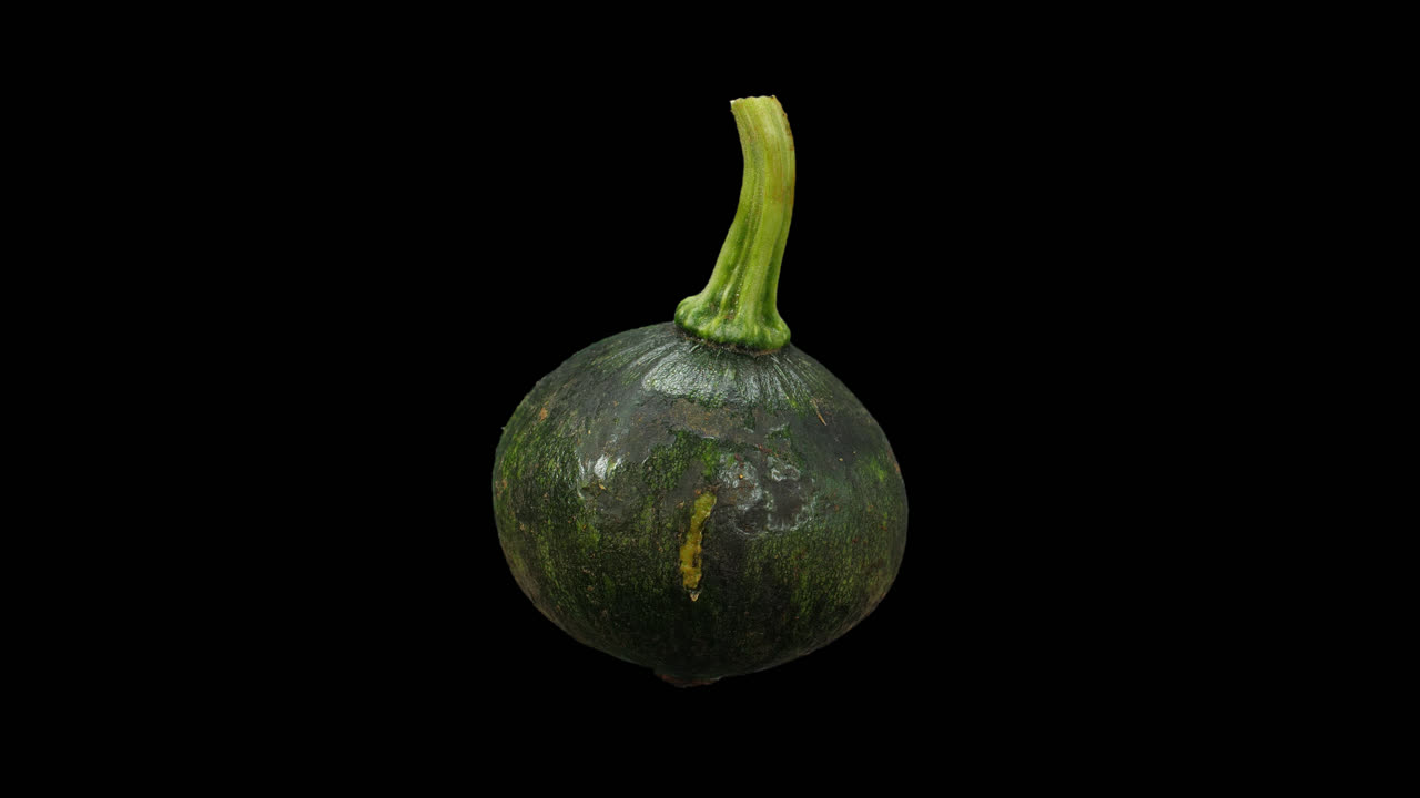 Realistic Green Pumpkin Rotating With Alpha Channel, Video In 4K