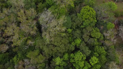 Drone-Shot-Argentina-Bosque-De-Santa-Ana-Con-Carretera-Al-Final-Del-Mediodía-Con-Cielo-Azul-Paisaje-Nublado-Alrededor-De-Santa-Ana