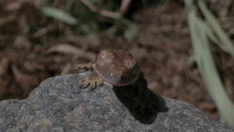 Neugeborener-Haubengecko-Auf-Einem-Felsen---Babyeidechse