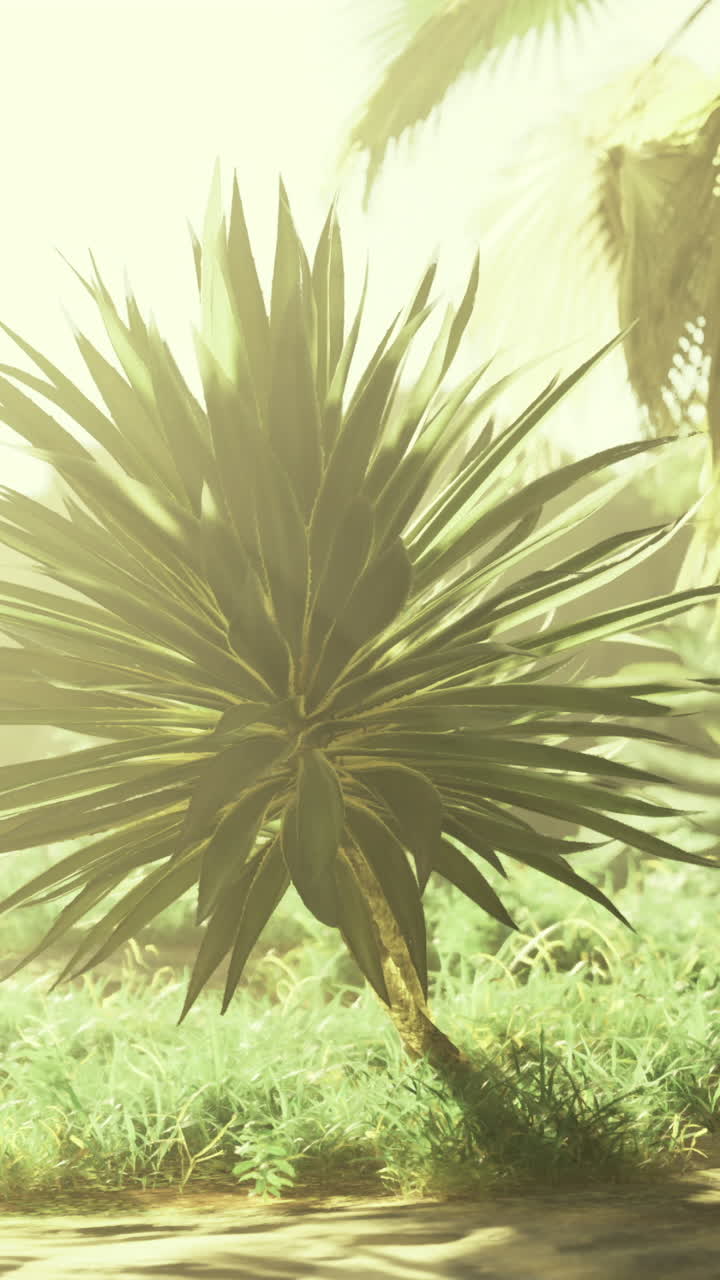 Lush tropical landscape under bright sunlight with various plants and greenery