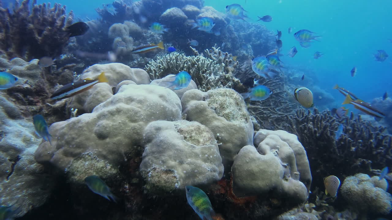 el océano pertenece a los peces.