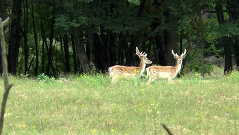 two male fallow deer looking around