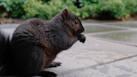 linda ardilla comiendo nueces en el suelo en el patio trasero