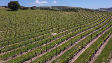 a drone shot skimming over a young vineyard