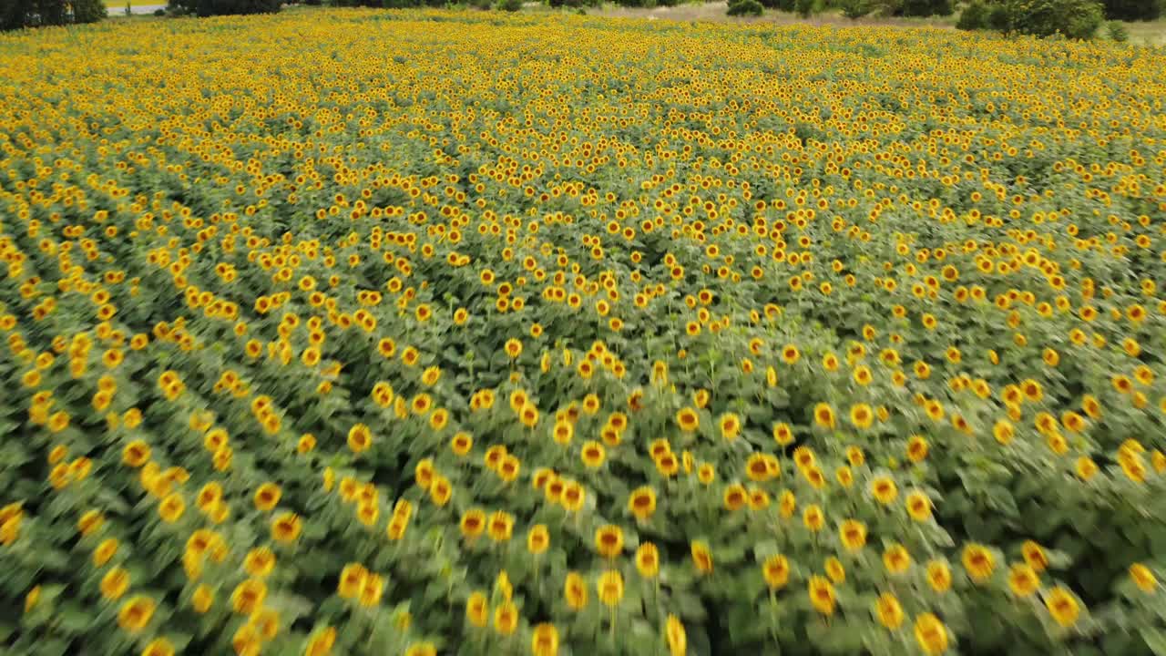 Volando in diagonale sopra un campo di girasoli gialli.