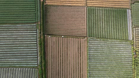 Aerial-top-down:-Flying-above-colorful-farm-fields