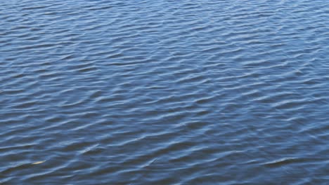 Water-surface-with-small-waves-and-solitary-leaf-on-it