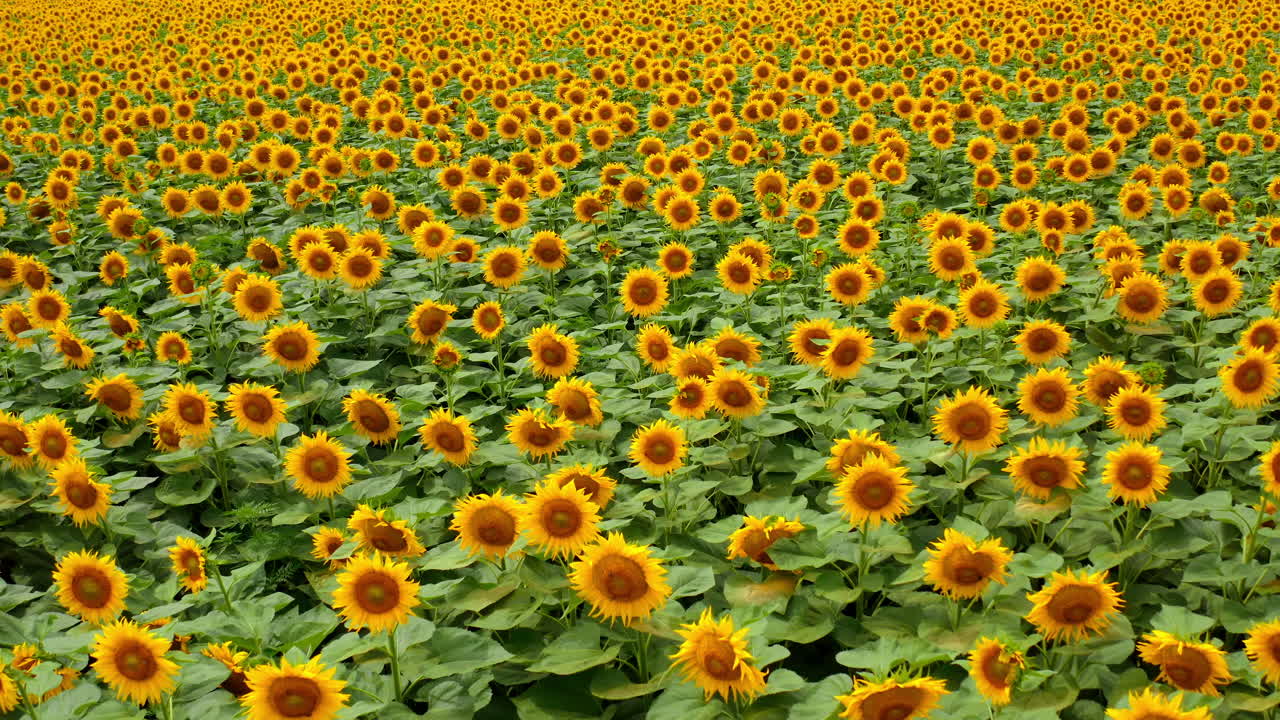 Blooming sunflowers background. Agricultural landscape of yellow flowers in bright summer day. Sunflowers field. Motion back.