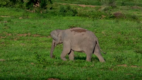 Los-Elefantes-Asiáticos-Son-Especies-En-Peligro-De-Extinción-Y-También-Son-Residentes-De-Tailandia