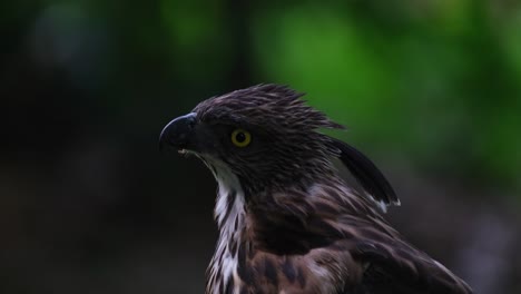 looking to the left and up, beautiful crest display, pinsker's hawk-eagle nisaetus pinskeri, philippines