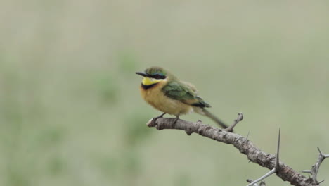 close-up-of-little-bee-eater-on-a-branch-with-plain-grassland-in-background
