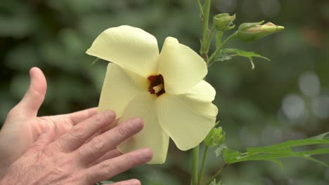 mano comparando el tamaño de la flor de la planta de malvavisco al atardecer