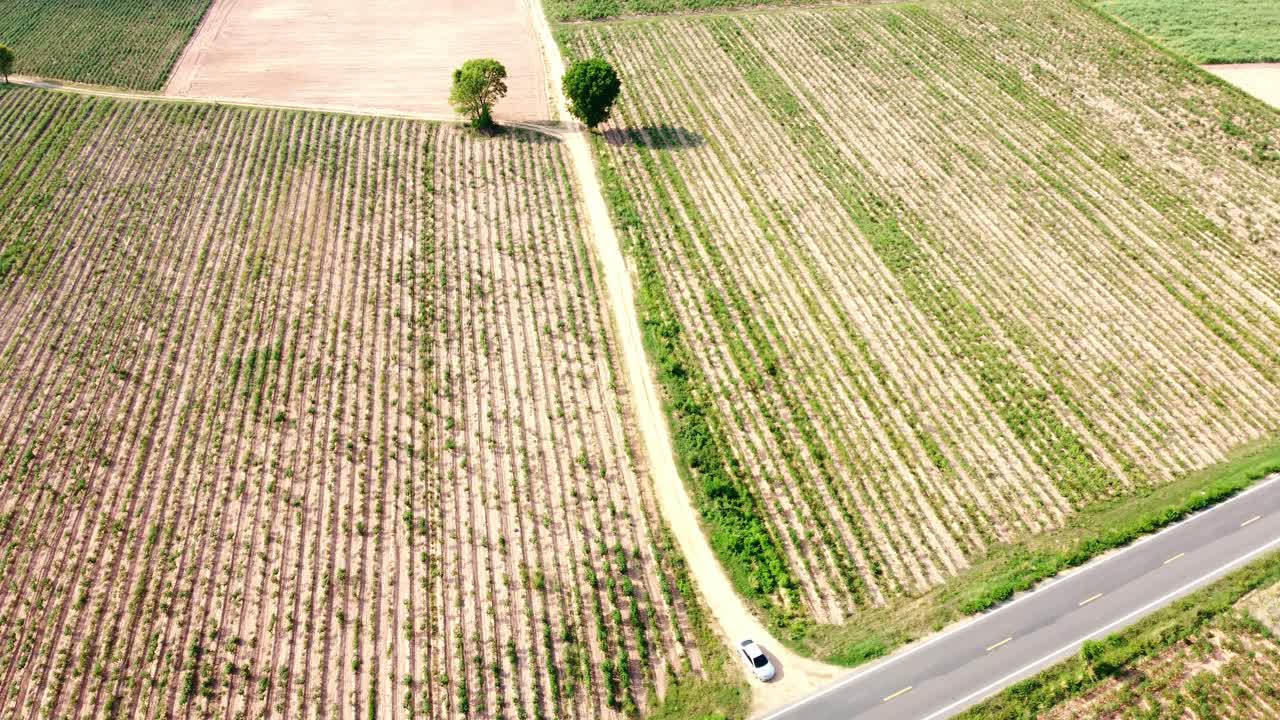 태국 의 건조 한 계절 에 재배 된 지역 을 날아다니는 것