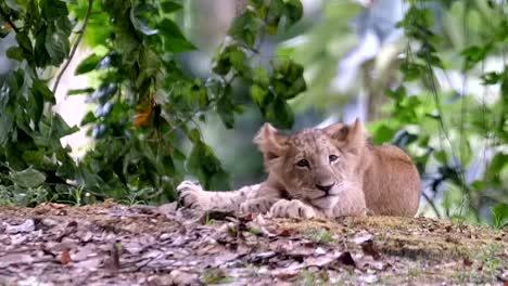 cachorro de león simba en el zoológico de singapur - cachorro de león acostado en el suelo del bosque con cara de sueño