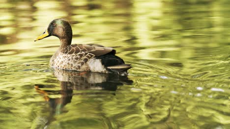 duck swimming on the pond