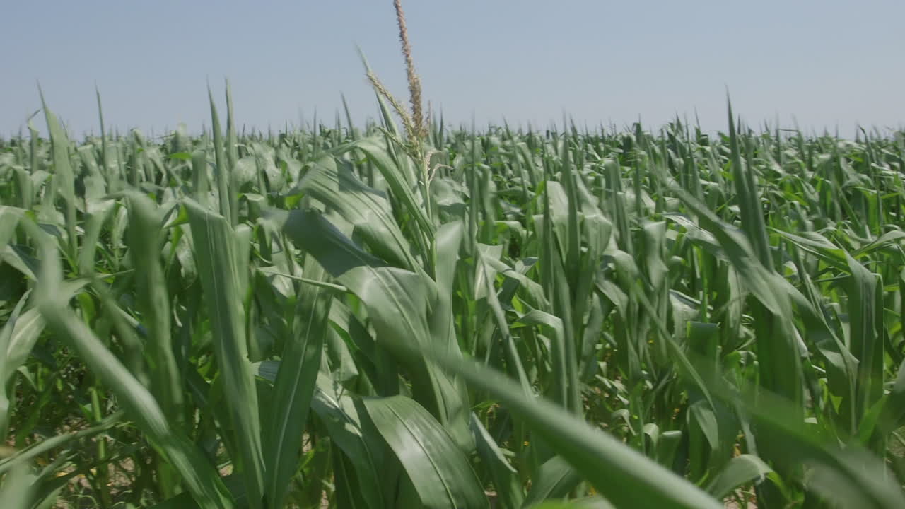 pan a través del campo de maíz que sopla en el viento de verano