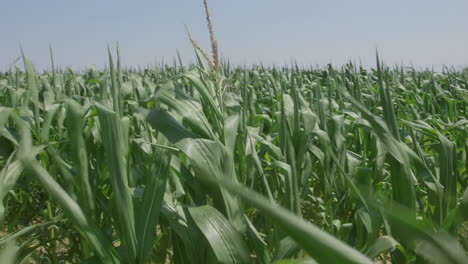 Pan-across-corn-field-blowing-in-summer-wind