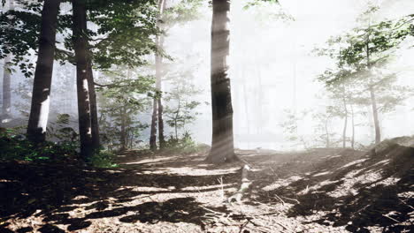 Wooded-forest-trees-backlit-by-golden-sunlight