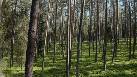 Hohe,-Schlanke-Waldbaumstämme-Im-Sommer---Drohne-Steigt-Auf