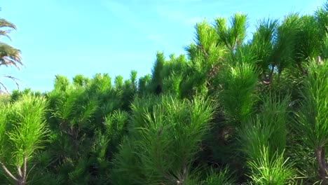 a panning shot of palm trees and green bushes on a beach