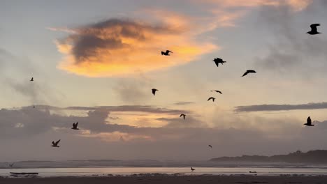 Silhouetten-Von-Vögeln-Fliegen-Vor-Orangefarbenen-Wolken-An-Der-Küste-Von-Oregon