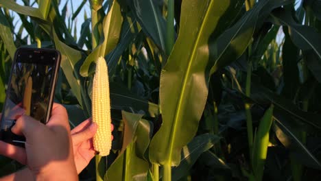 Taking pictures of corn in the field