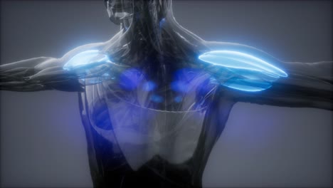 deltoid---Visible-muscle-anatomy-map